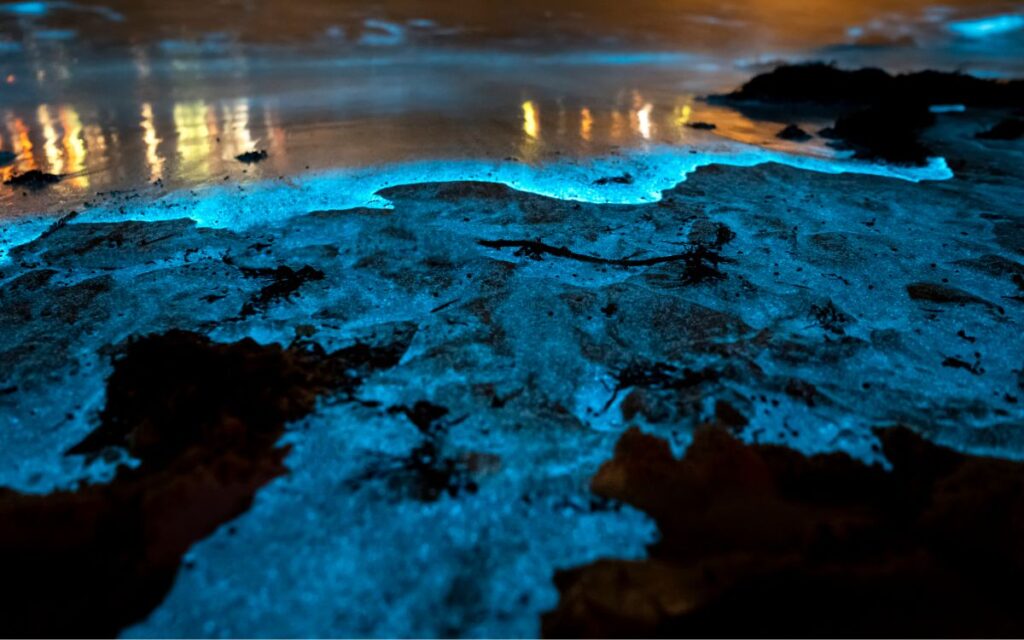 Vaadhoo saare bioluminestsentsiline rand