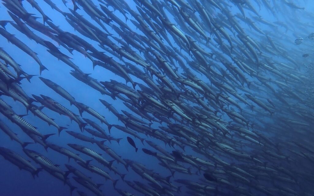  Barracuda Point, Sipadan