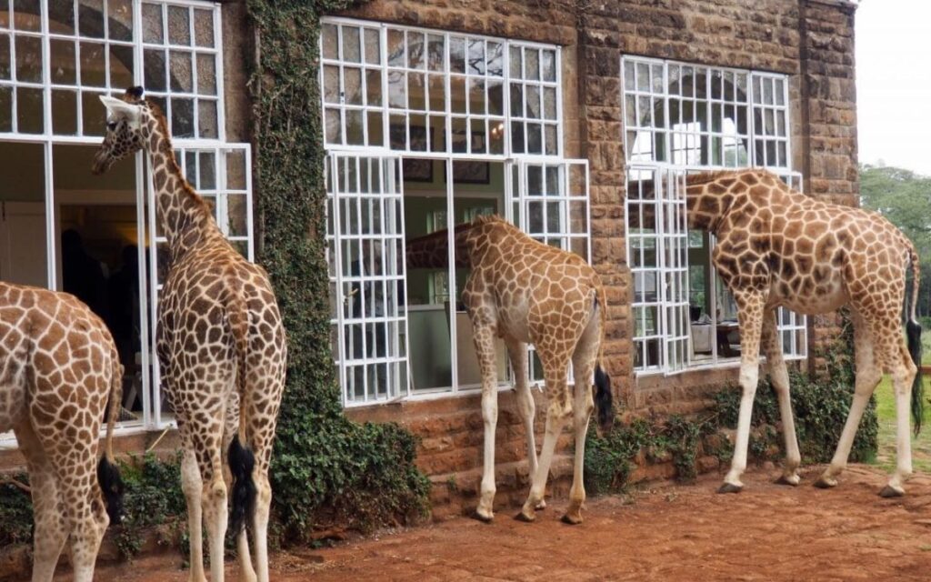 Giraffe Manor, Keenia