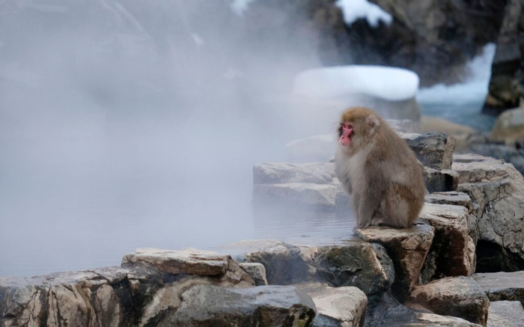 Jigokudani Ahvipark, Jaapan