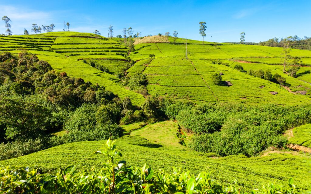 Mida teha Sri Lankal