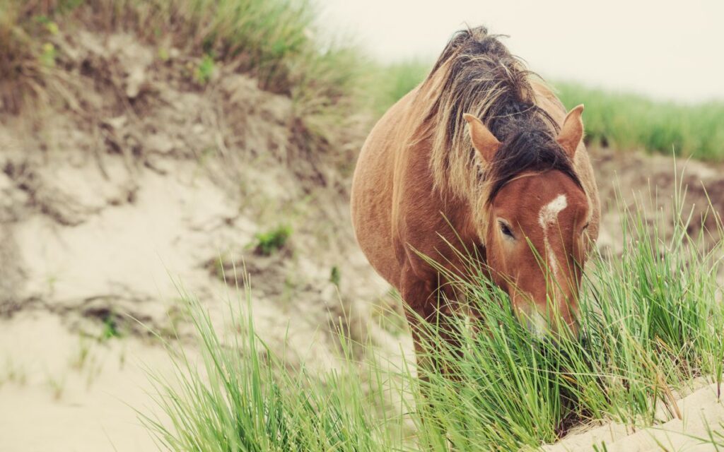 Sable Island 